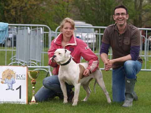 american bulldog darkenwald